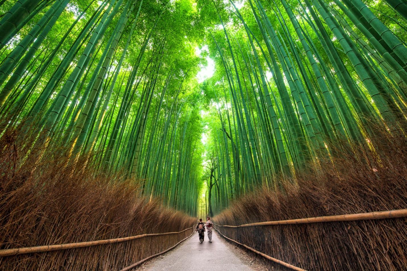 Zwei Menschen gehen einen Pfad im Arashiyama Bamboo Grove, Kyoto, entlang, umgeben von hohen grünen Bambusbäumen
